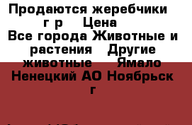 Продаются жеребчики 14,15 16 г.р  › Цена ­ 177 000 - Все города Животные и растения » Другие животные   . Ямало-Ненецкий АО,Ноябрьск г.